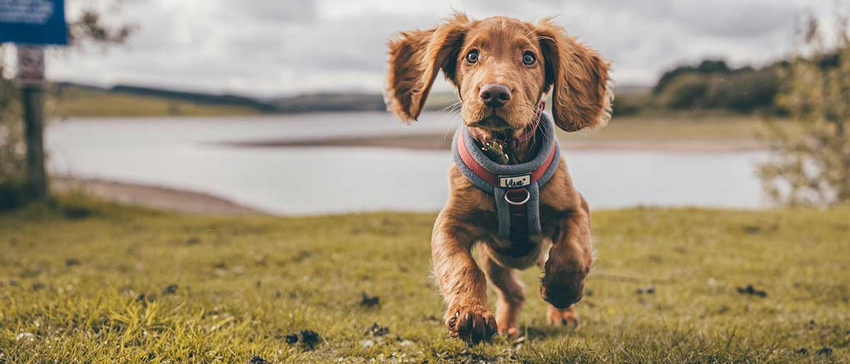 Dog running at Y Bark dog park, Holyhead